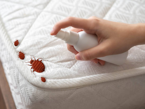 Best Bed Bug Extermination  in Murrells Inlet, SC